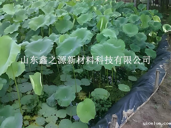 铺设鱼虾养殖防渗膜，对养殖效率有这些关键影响